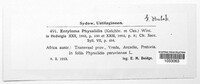 Entyloma physalidis image
